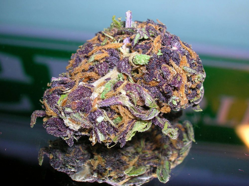 Lethal Purple Marijuana Strain